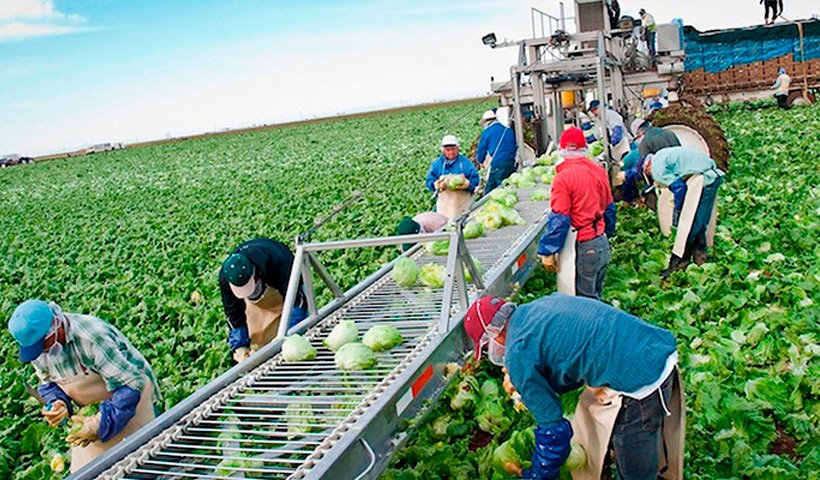 Trabajo en Canadá: Programa de Trabajadores Agrícolas Temporales (PTAT)